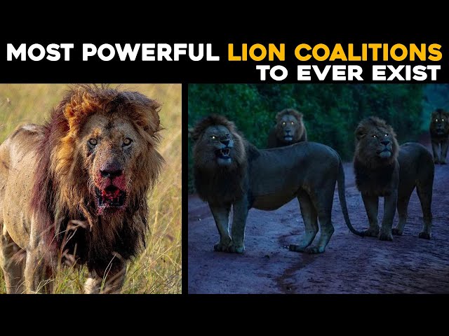 Most Powerful Lion Coalitions to Ever Exist