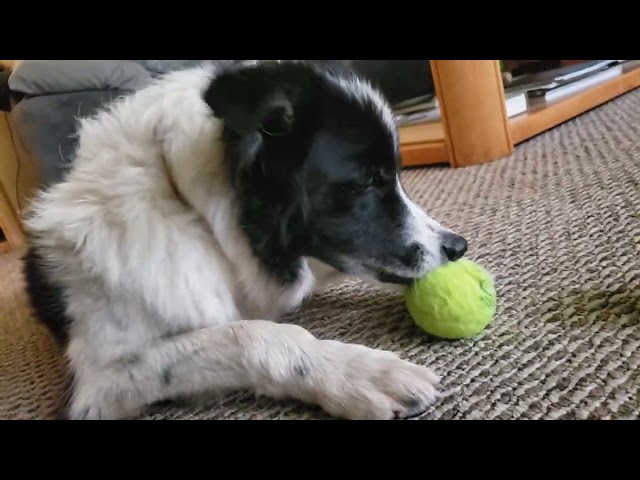 Cindy and that tennis ball 😆