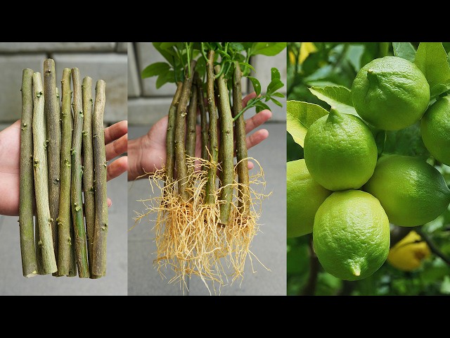 How to propagate Lemon Tree from cuttings - very easy method