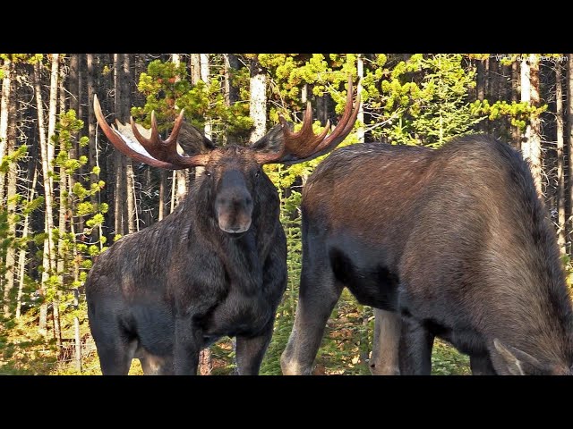 The Gentle Giant Moose in a Canadian Rockies Fall