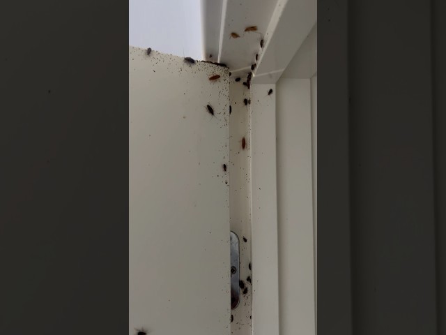 Cockroach infested property