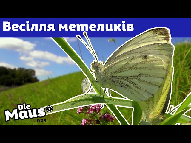 Як паруються метелики? | DieMaus | WDR
