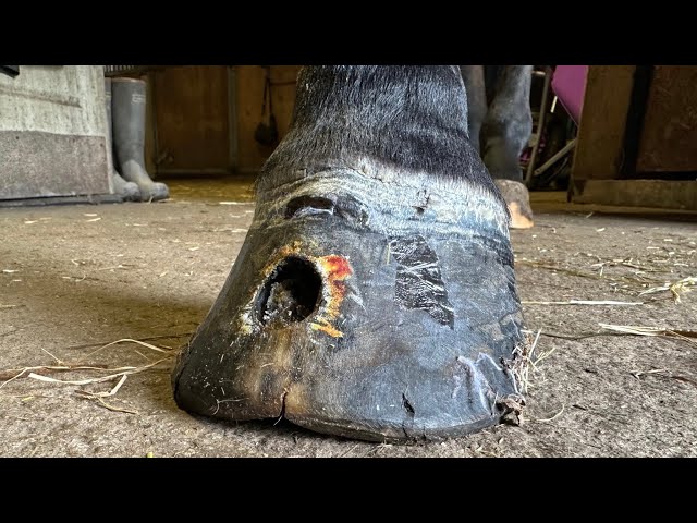 Shoeing A Horse With A Huge Hole In It’s Hoof.