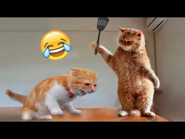 Funniest Cat And Dog Video 2024 😹🐶- Try Not To Laugh #1