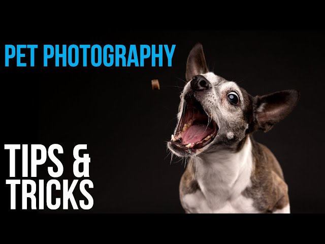 Pet Photography Tips & Posing Tricks