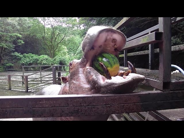 Hippo devours watermelon ASMR