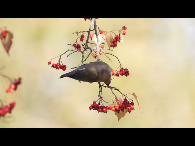 Happy holidays: berry feast of waxwings, robins, hummingbirds