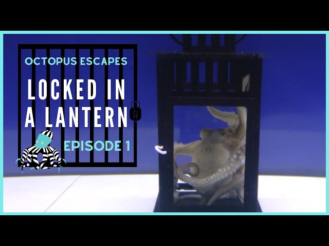 Octopus Escapes - Locked in a Lantern - Episode 1