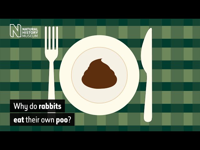 Why do rabbits eat their own poo? | Natural History Museum
