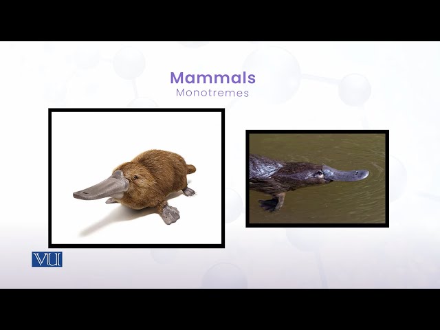 Study of Mammals | Animal Diversity: Chordates (Practical) | ZOO513P_Topic008