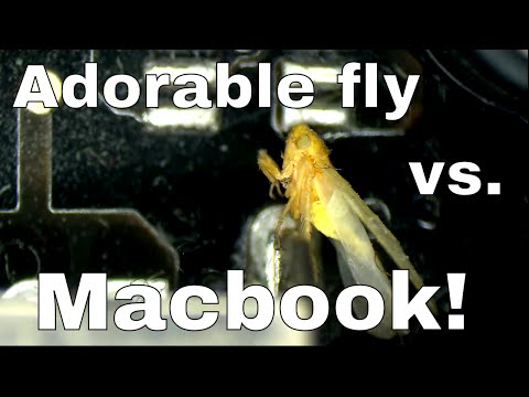 Cute bug destroys macbook