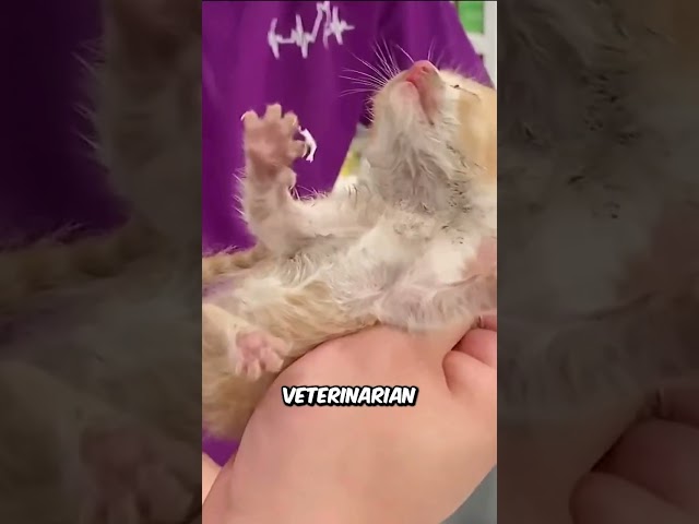 Poor Kitten Was Found Surrounded By Flies