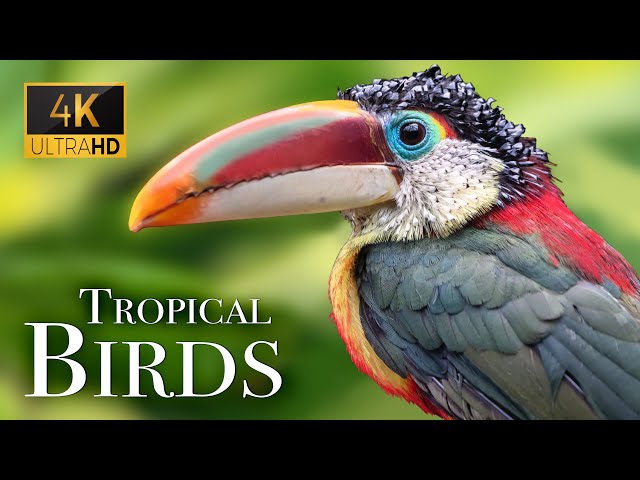 Tropical Birds In 4k - Beautiful Bird Sounds Of Rainforest | Jungle Sounds | Scenic Relaxation Film