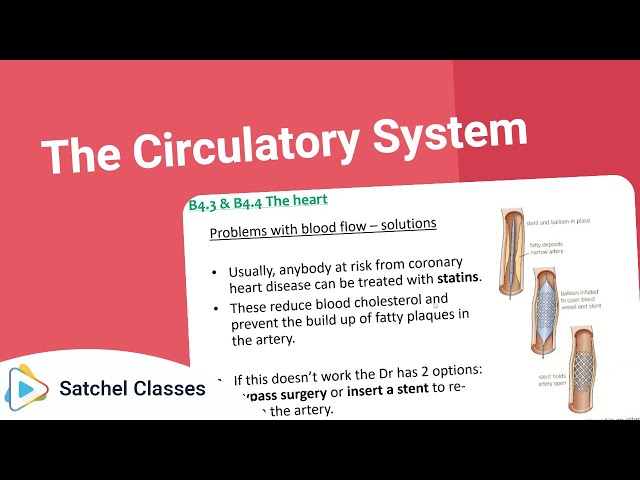 The Circulatory System | Science | Satchel Classes