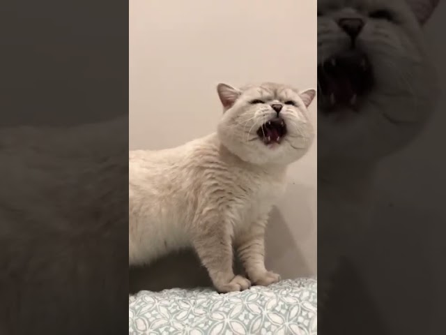 Cat sound to attract cats🙀realistic multiple meows