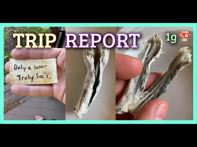 Trip Report 🍄 1g Magic Mushroom Microdose