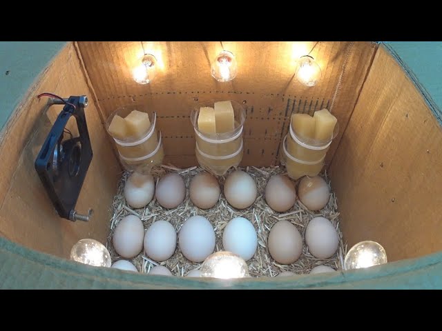 How to make an incubator at home and hatch chickens | كيف تصنع حاضنة في المنزل وتفقس الدجاج