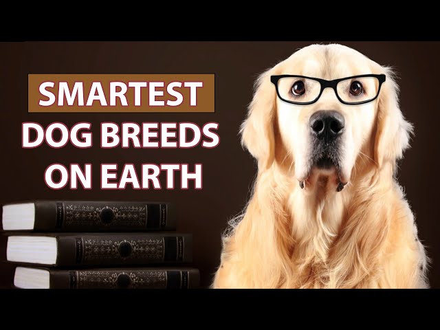 Smartest Dog Breeds On Earth