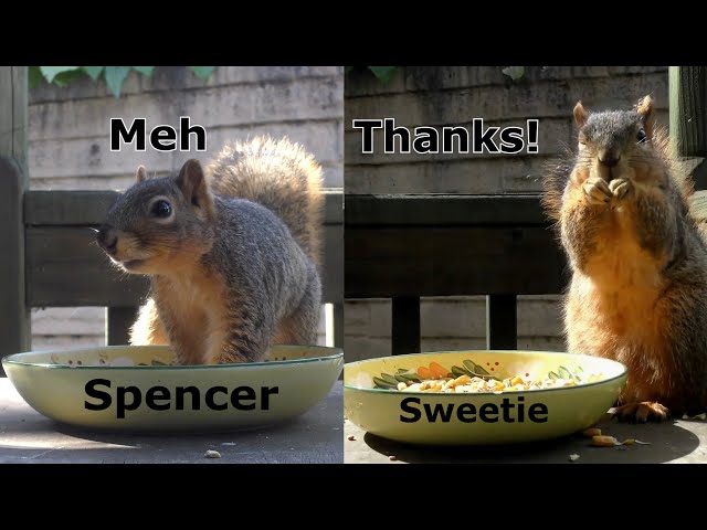 Spencer vs Sweetie - Bird Seed