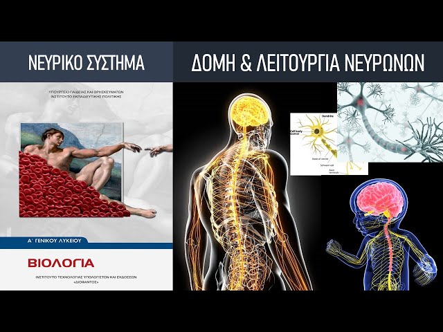 Κεφ. 9: Το νευρικό σύστημα | 1. Δομή & λειτουργία των νευρικών κυττάρων