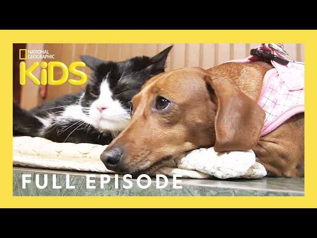 Unlikely Animal Friends Full Episode 🐷🐴 🐱 | Love at First Sight | @natgeokids