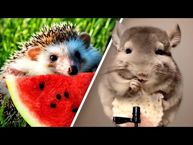 Too Cute Baby Animals Eating Food ASMR - Nom Nom 🍔🍉