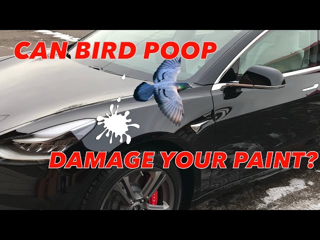 Can bird poop or tree sap damage my cars paint?/ How to fix / Auto Detail Advice