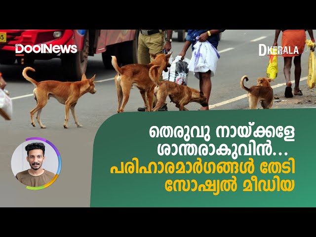 Stray dogs kerala |  തെരുവു നായ്ക്കളേ ശാന്തരാകുവിൻ...  | D Kerala