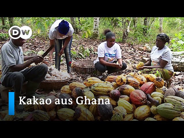 Kakao-Anbau in Ghana | Global Ideas