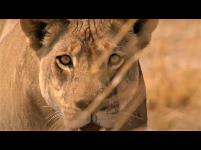 Best Wild Animal Chases Part 2 | BBC Earth