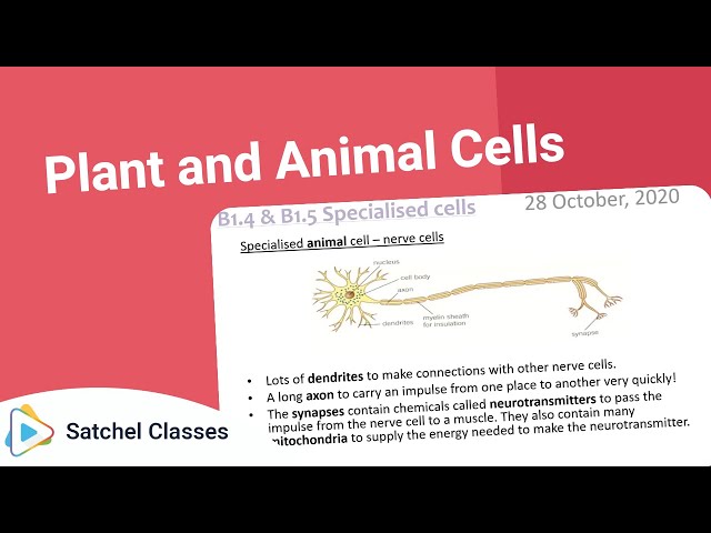 Plant and Animal Cells | Science | Satchel Classes