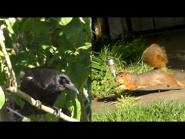 Crow and Squirrel - Sneak Attack!