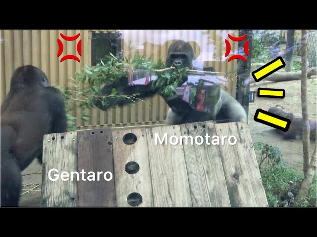 GorillaFight◆Crying out in a scuffle. Gentaro resists Dad Momotaro.　Silverback【Momotaro family