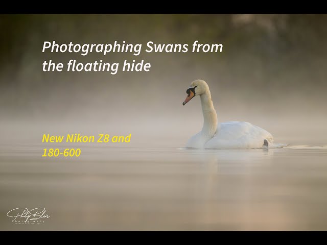 Swans from the floating hide - New Nikon Z8!!!