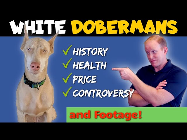 The Rare White Doberman: Health, Price, and Controversy