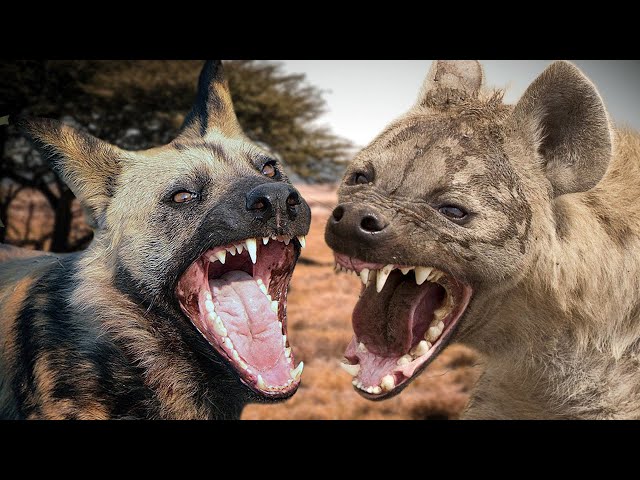 AFRICAN WILD DOG VS SPOTTED HYENA - Which Is Stronger?