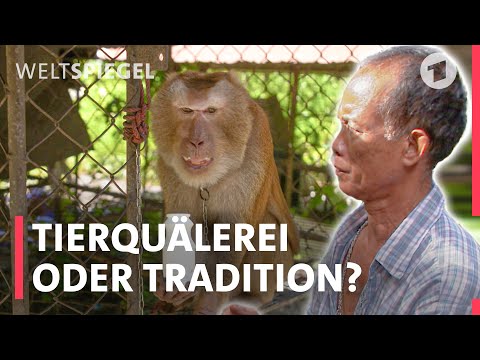 Thailand: Wo Affen bei der Kokosnussernte schuften | Weltspiegel