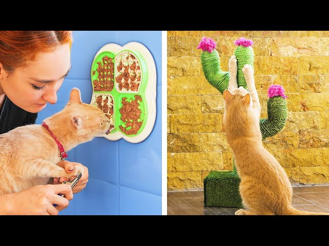 Increíbles trucos para dueños de mascotas inteligentes