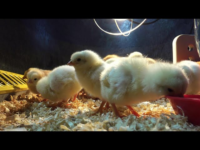 How to raise baby chicks...Simple and easy tips for a healthy flock!