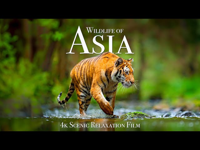 Wildlife of Asia 4K - Scenic Animal Film With Inspiring Music