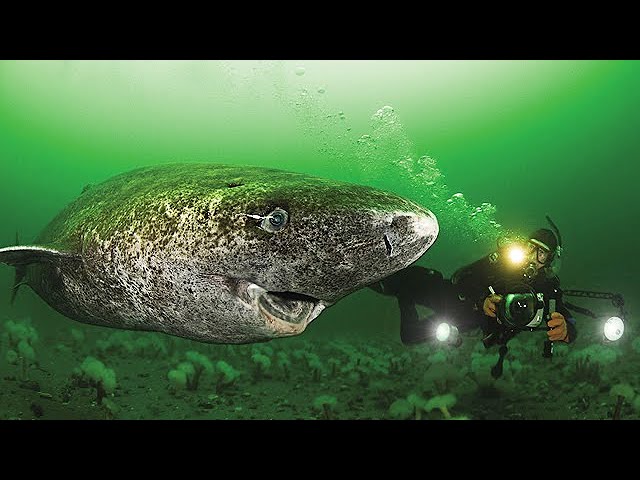 512 Year Old Greenland Shark - Oldest Living Shark