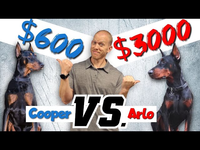 How My $3000 Doberman Is Different From My $600 Doberman