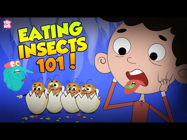 All About Insects | Bugs For Kids | The Dr Binocs Show | Peekaboo Kidz