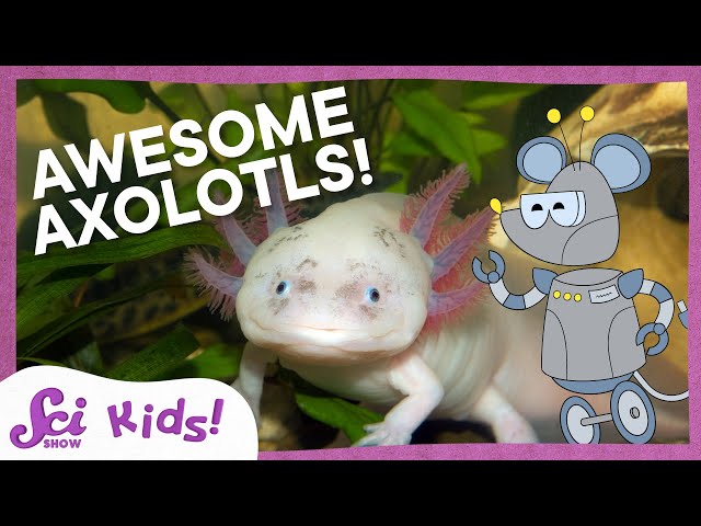 A Lot About Axolotls! | SciShow Kids