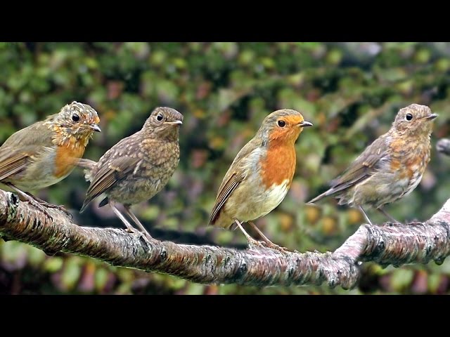 Robin Birds in The Rain - with Beautiful Bird Song & Sounds