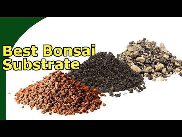 What is The Best Bonsai Substrate? (Understand bonsai substrate)