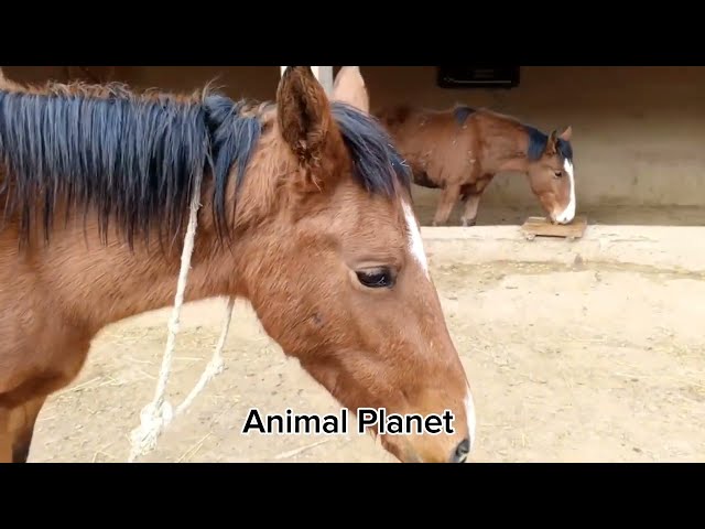 Neues Video über das Leben der Pferde #6