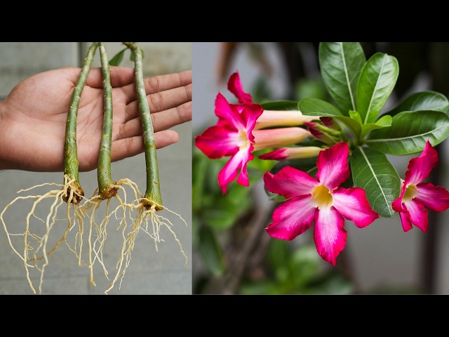 How to grow Desert Rose from cuttings | easy way to grow adenium from cuttings