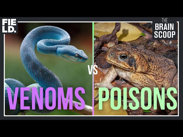Venoms vs. Poisons
