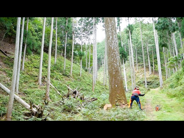 A Japanese lumberjack cuts down a 210-year-old giant tree! But a shocking event!